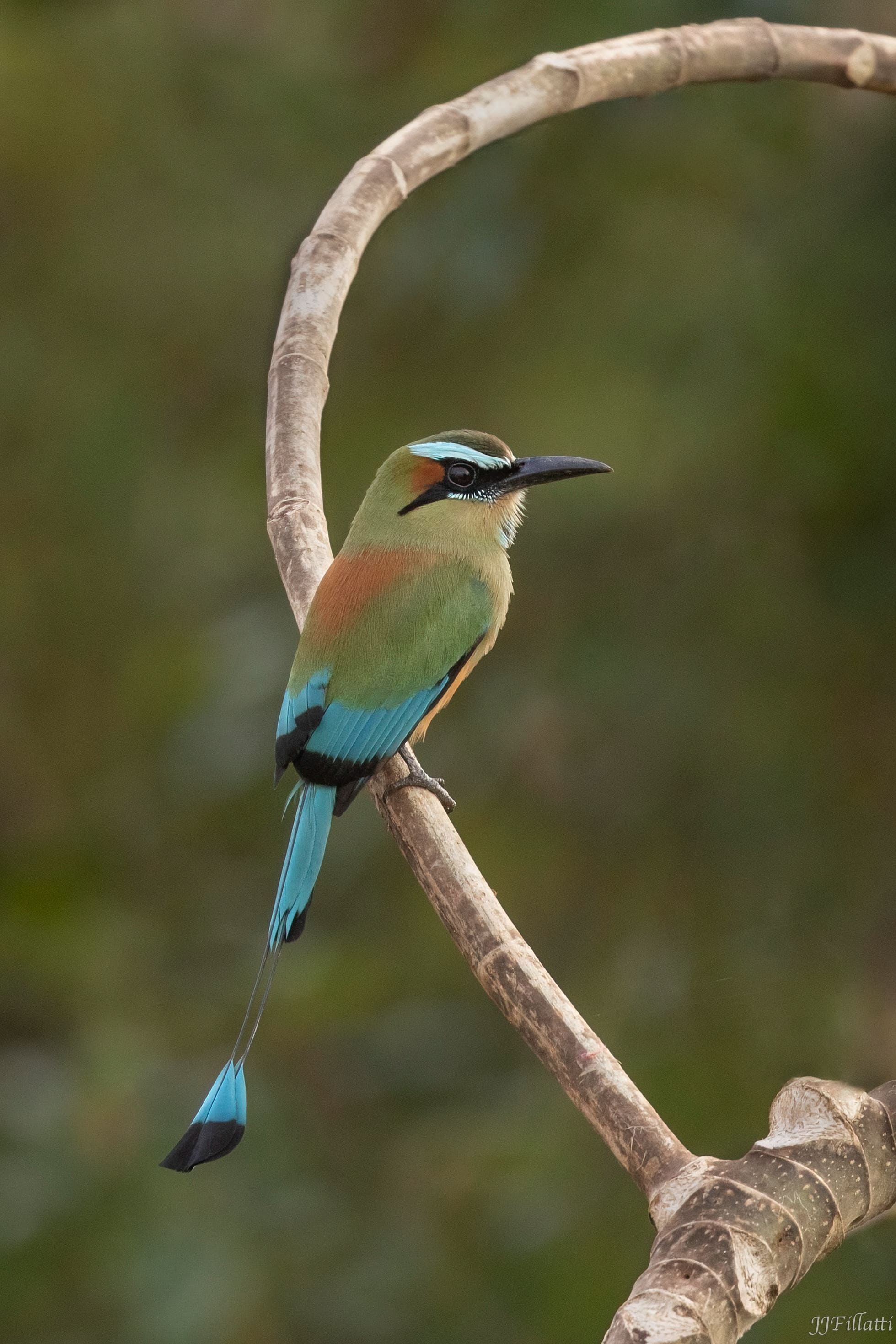 bird of Costa Rica image 42